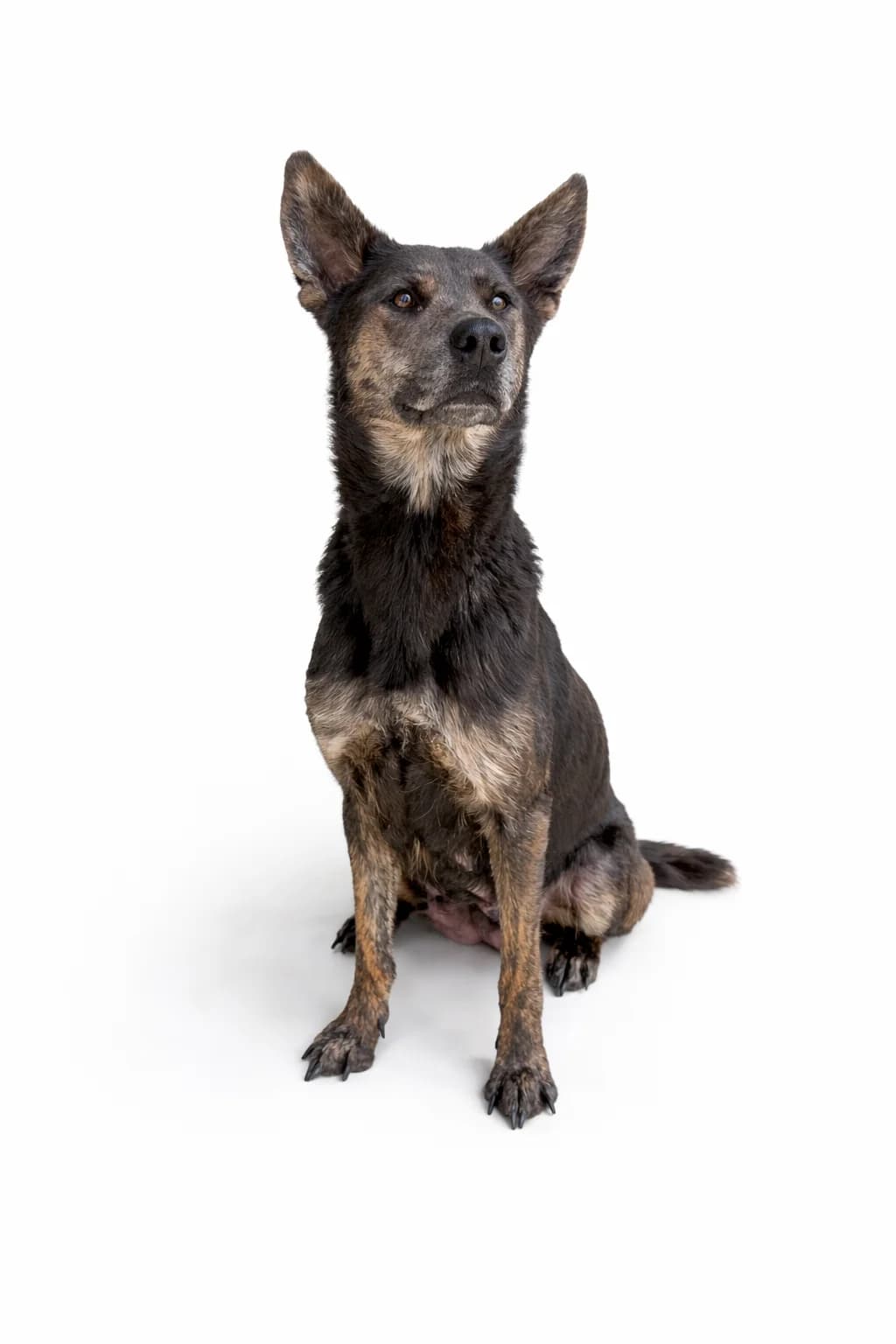 XENA, female young mixed breed for adoption at Refuge Angoumois, Angoulême