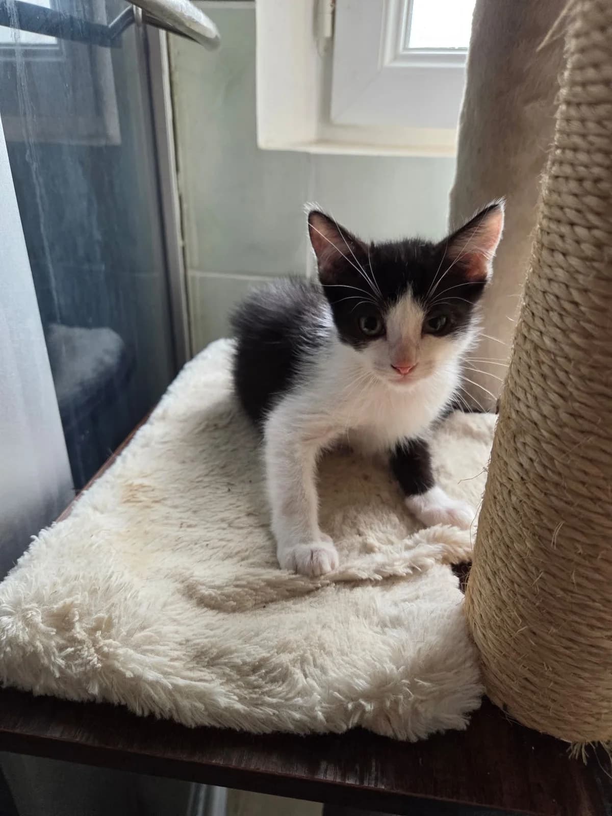 YANG, male puppy European Shorthair for adoption at Refuge Angoumois, Angoulême
