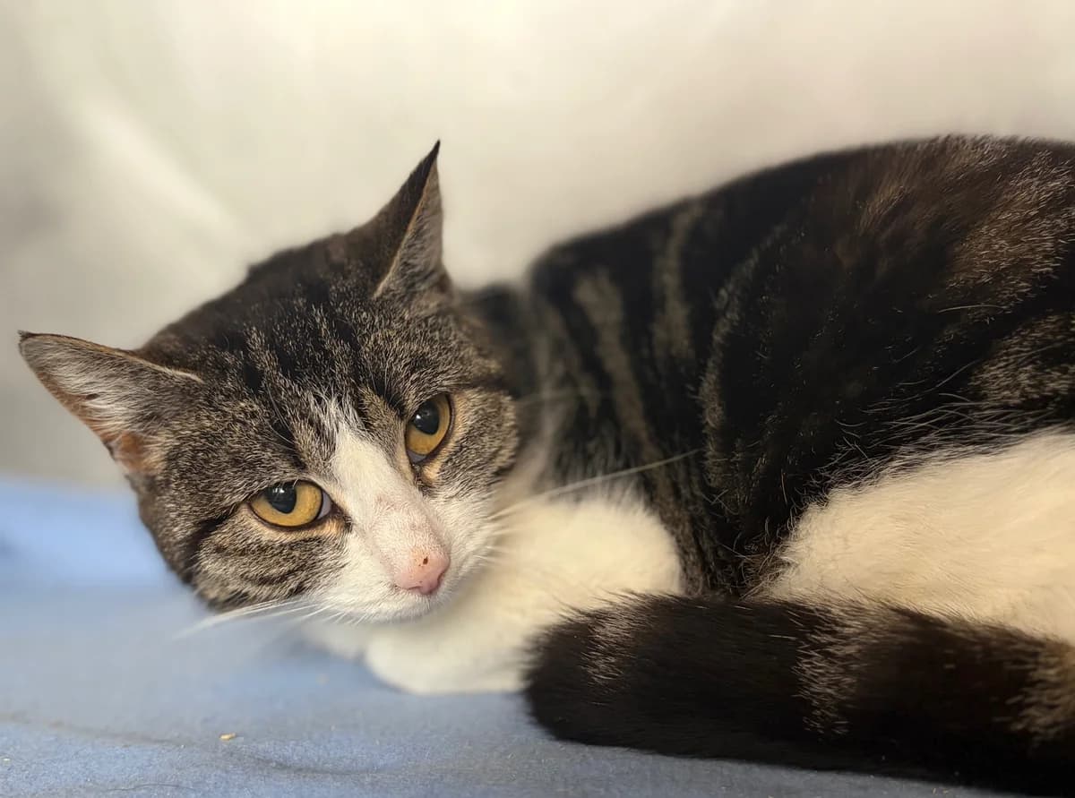 YOKO SHANA, female 4yo European Shorthair for adoption at Refuge Angoumois, Angoulême
