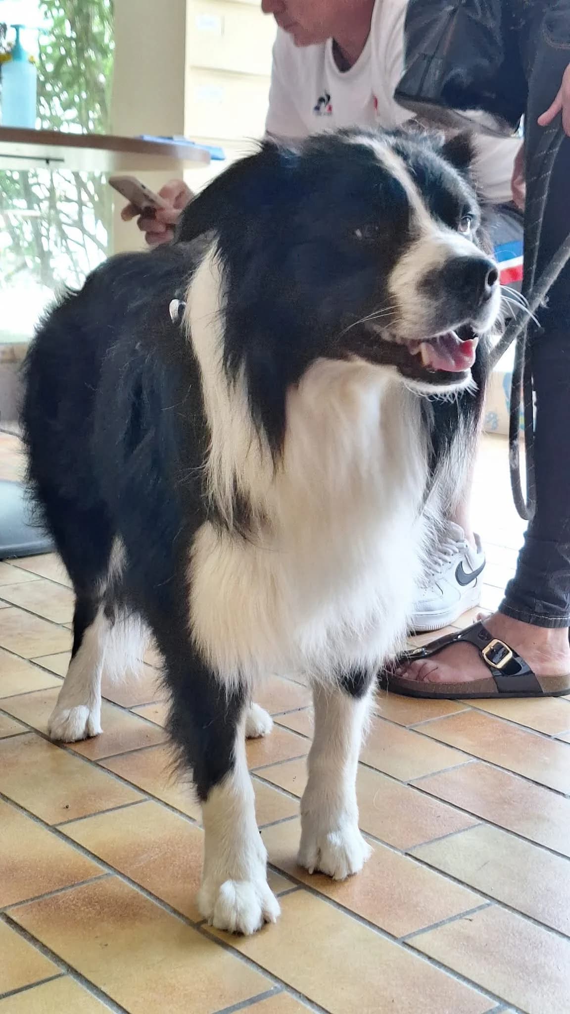 YOSHI, male young Border Collie for adoption at Refuge Angoumois, Angoulême