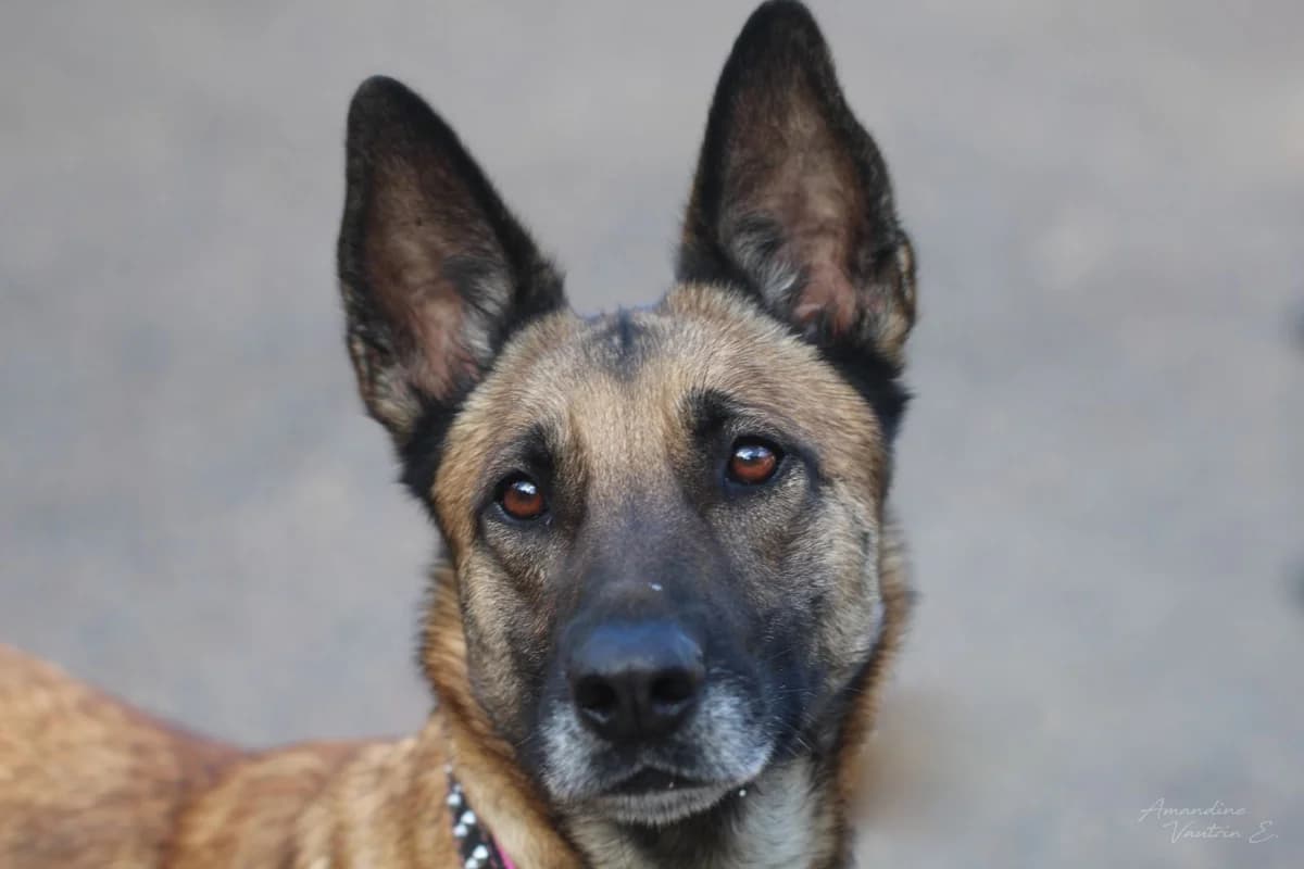 GWEN, female Mixed Breed for adoption at Refuge ARPA 91 (Fleury)