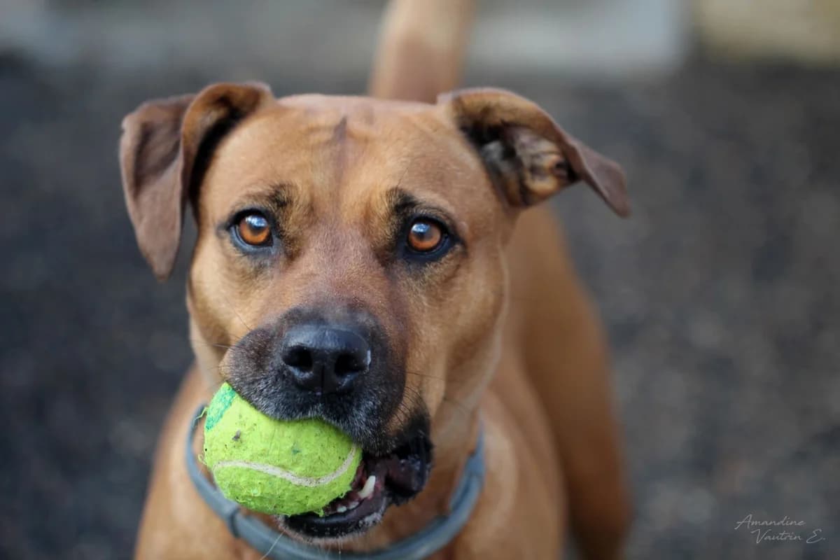 MAÏCHA, female mixed breed for adoption at Refuge ARPA 91 (Fleury)
