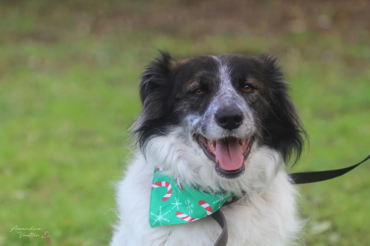 TROY, male Mixed Breed for adoption at Refuge ARPA 91 (Fleury)