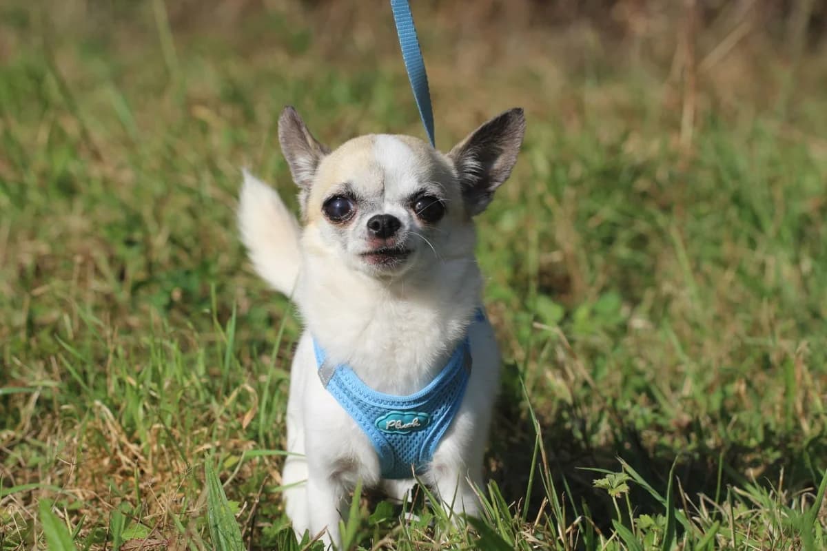 MYRTILLE, female Mixed Breed for adoption at Refuge ARPA 91 (Fleury)