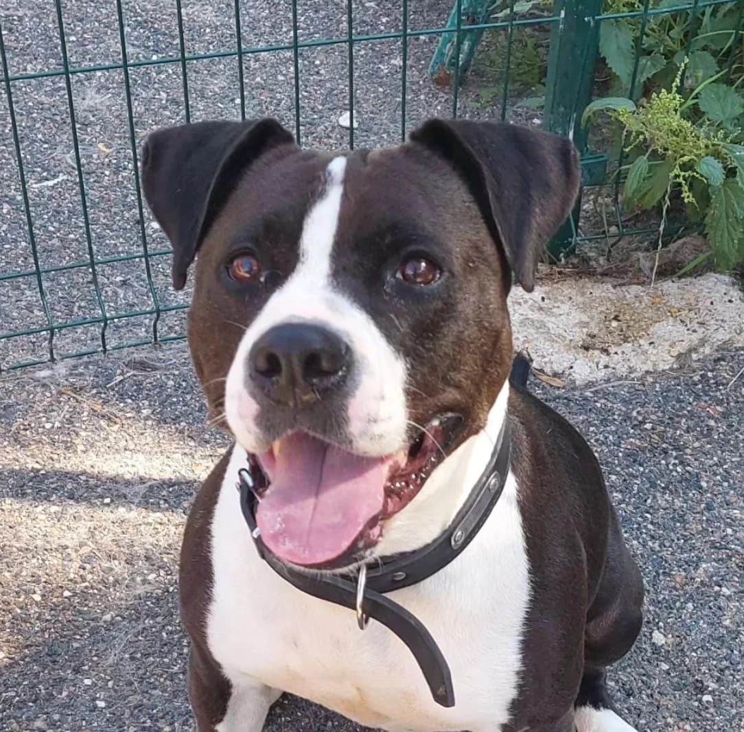 GIPSY, female mixed breed for adoption at Refuge ARPA 91 (Fleury)