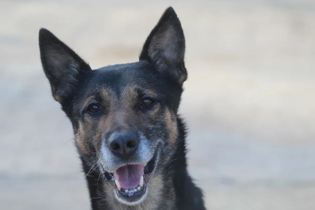 LOLA, female mixed breed for adoption at Refuge ARPA 91 (Fleury)