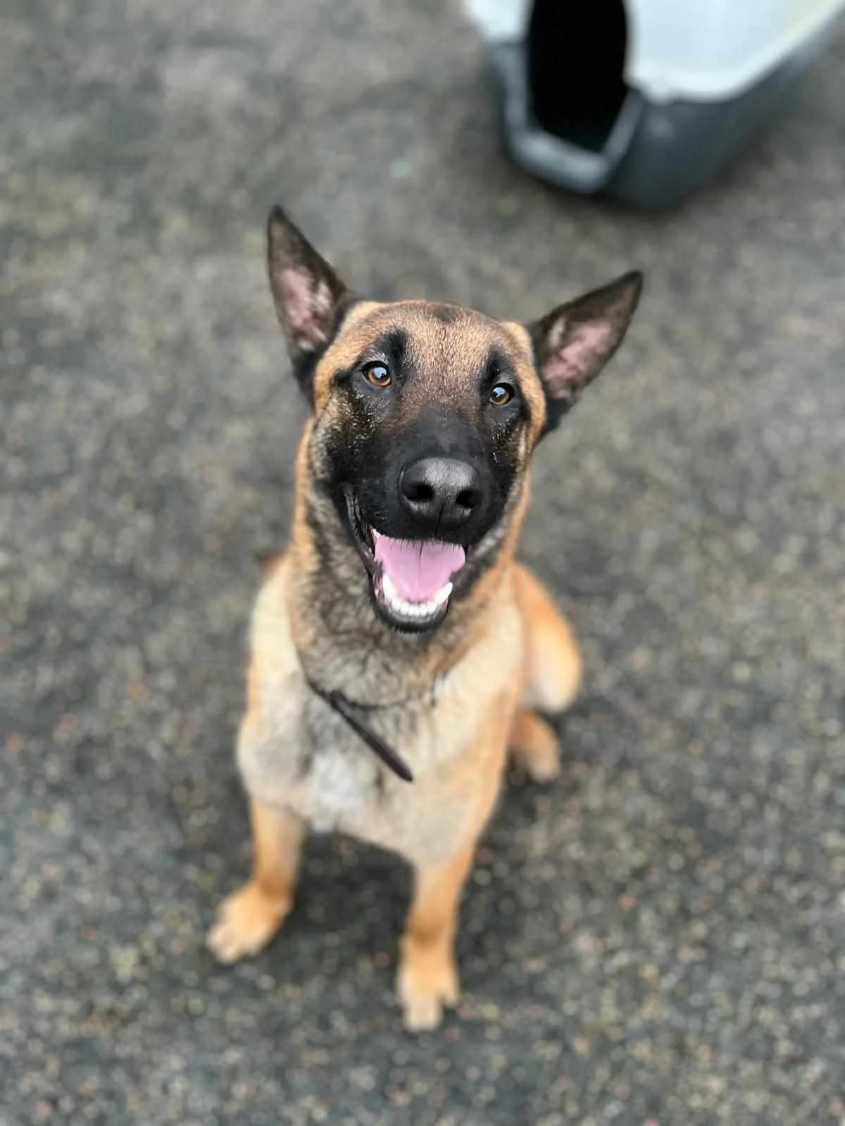 LOOPING, male Belgian Malinois for adoption at Refuge ARPA 91 (Fleury)