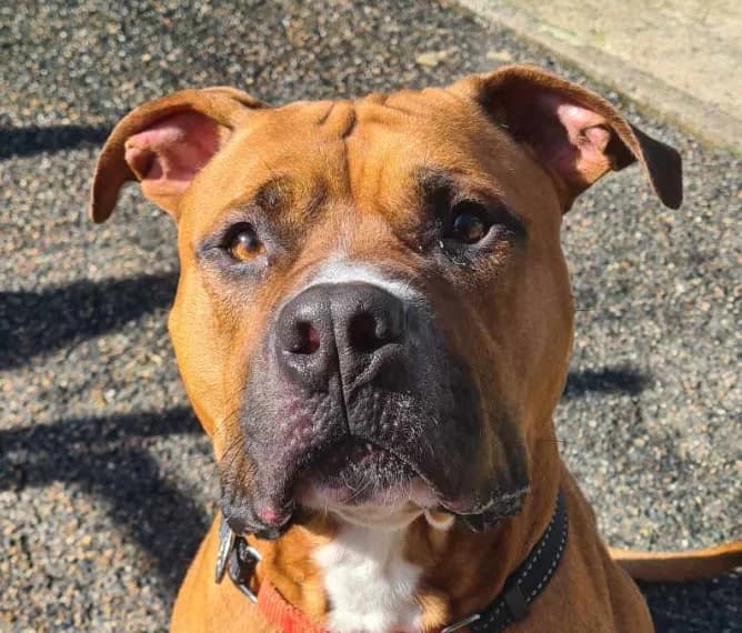 SHOKO, male Mixed Breed for adoption at Refuge ARPA 91 (Fleury)