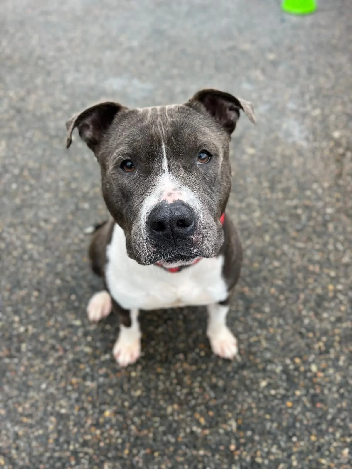 TIPI, male Mixed Breed for adoption at Refuge ARPA 91 (Fleury)