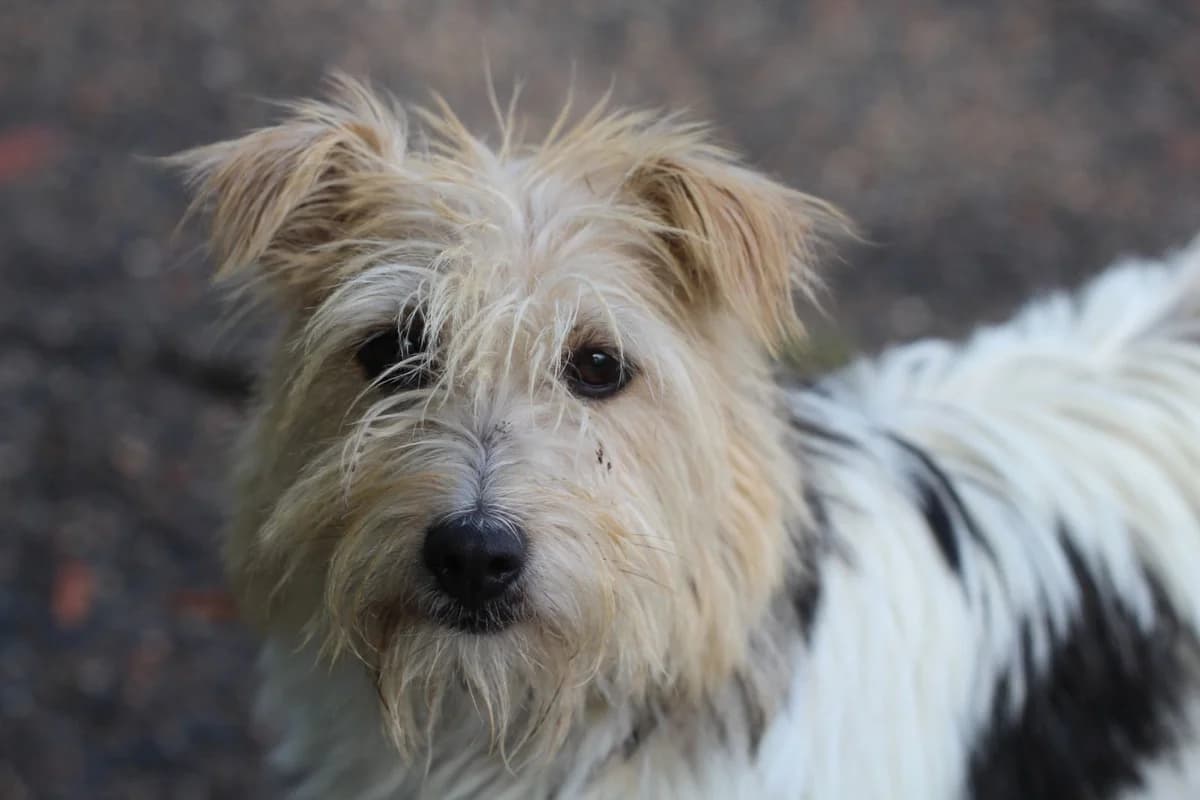 MISSY, female mixed breed for adoption at Refuge ARPA 91 (Fleury)