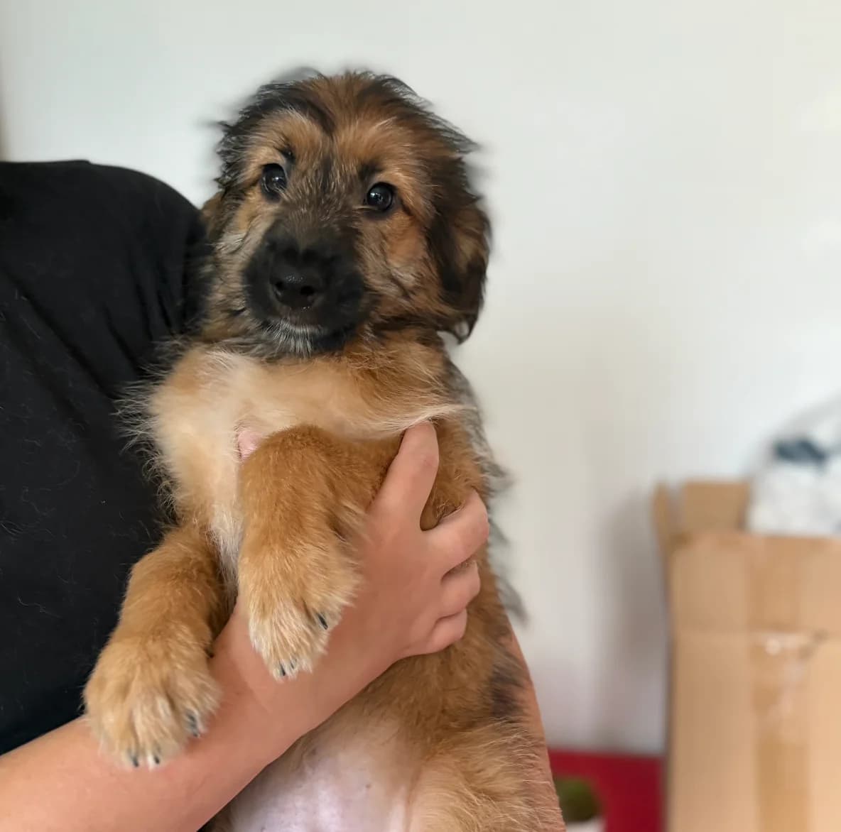 AROD, male Mixed Breed for adoption at Refuge ARPA 91 (Fleury)