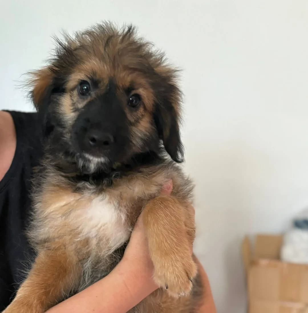 ASLAN, male Mixed Breed for adoption at Refuge ARPA 91 (Fleury)