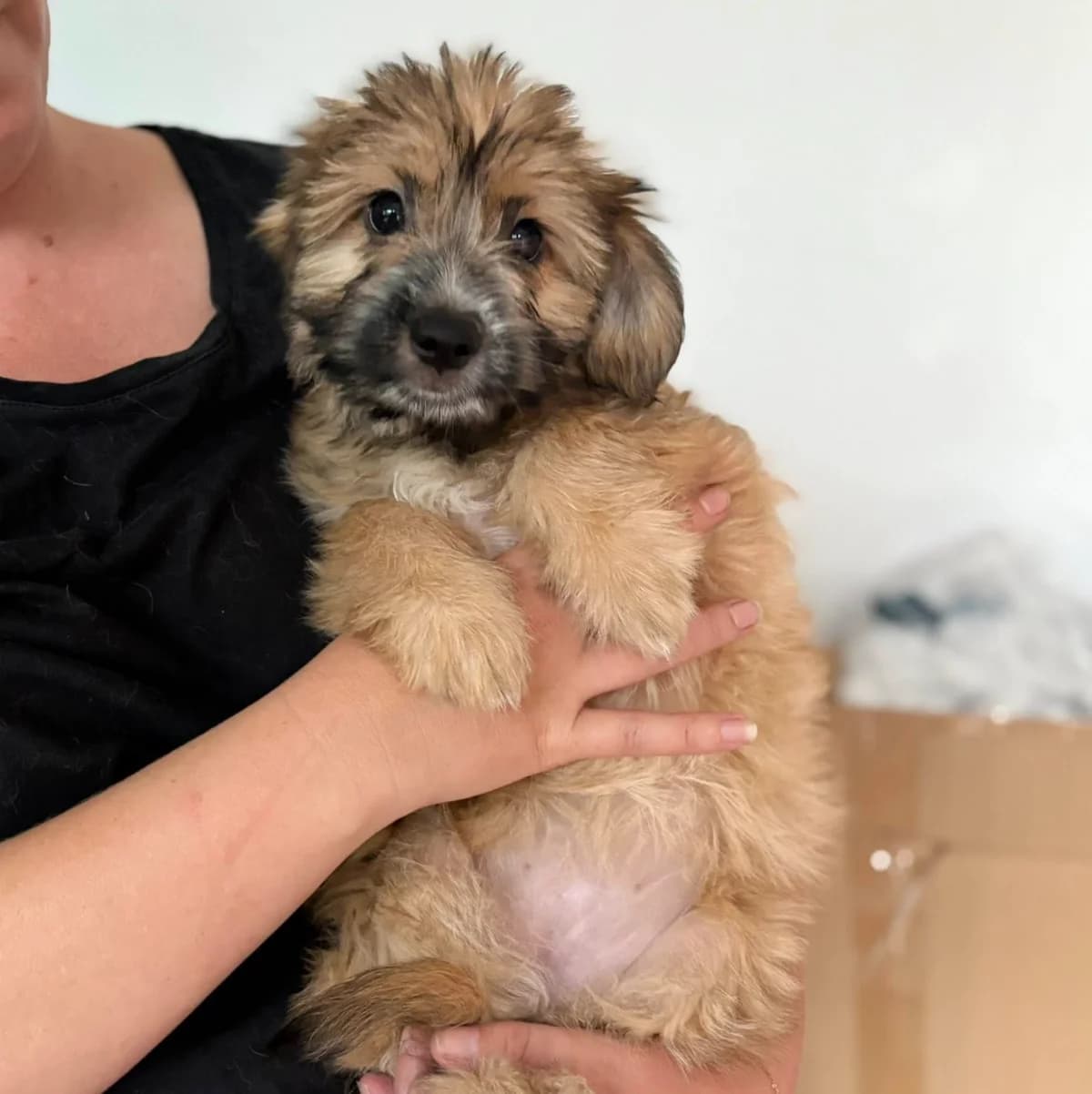 FREYJA, mixed breed for adoption at Refuge ARPA 91 (Fleury)