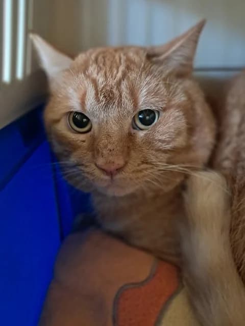 Abricot, male young Mixed Breed for adoption at Refuge de Beauregard