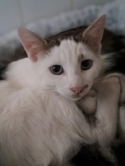 Berlioz, male Mixed Breed for adoption at Refuge de Beauregard