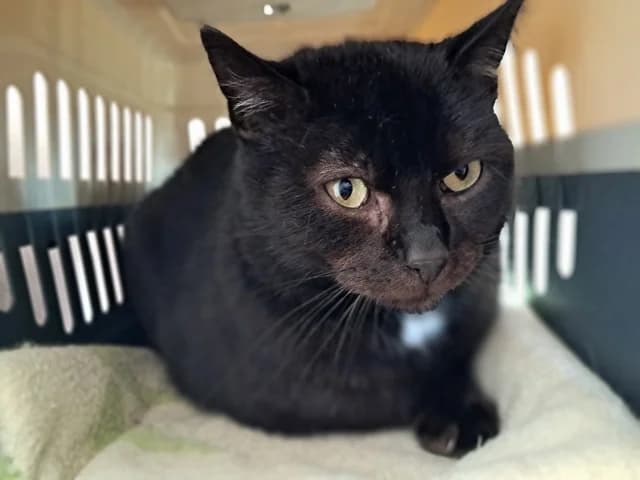 Blacky, male 7yo Mixed Breed for adoption at Refuge de Beauregard