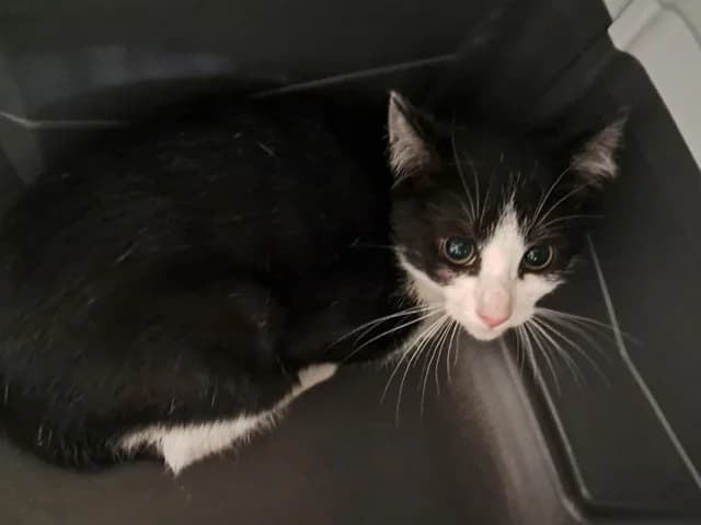 Brann, male Mixed Breed for adoption at Refuge de Beauregard