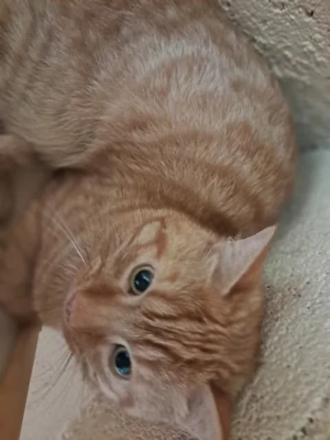 Carotte, male young Mixed Breed for adoption at Refuge de Beauregard