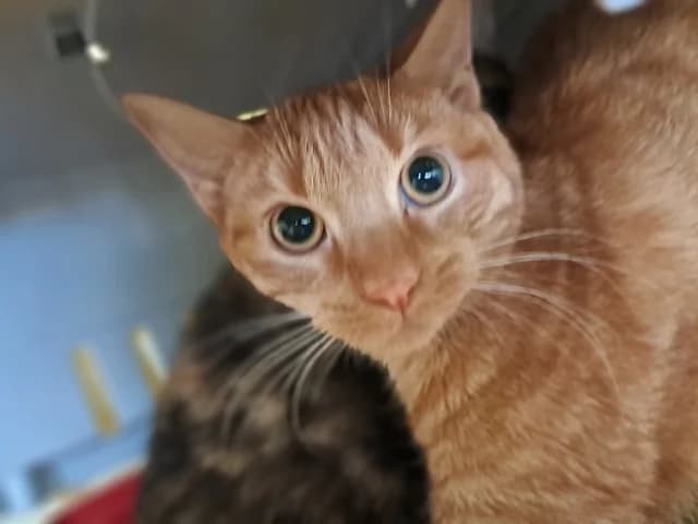 Cayenne, female young Mixed Breed for adoption at Refuge de Beauregard