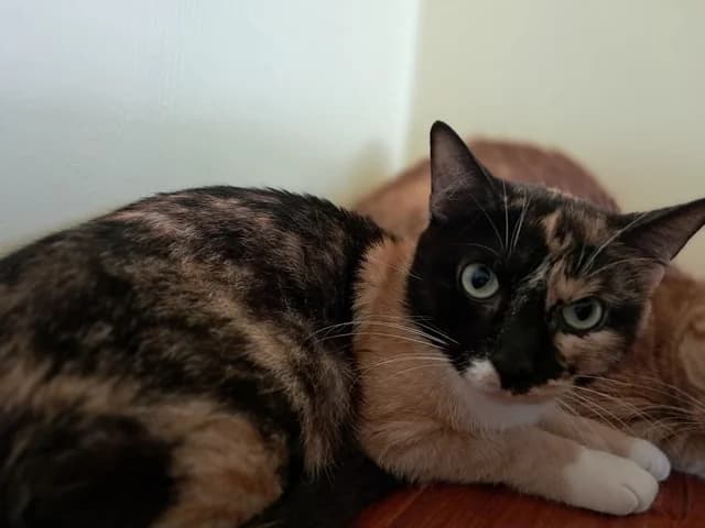 Cerise, female young Mixed Breed for adoption at Refuge de Beauregard