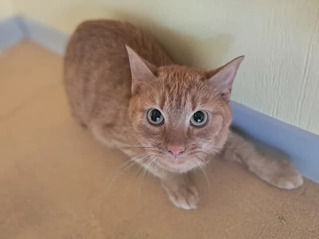 Cheese, female young Mixed Breed for adoption at Refuge de Beauregard