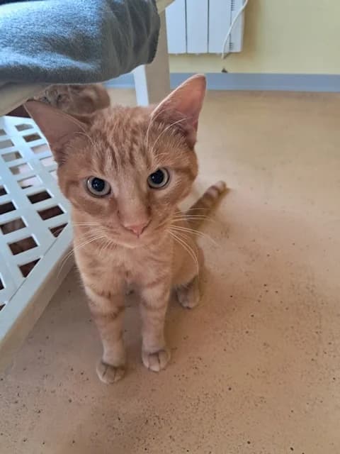 Cuivre, male young Mixed Breed for adoption at Refuge de Beauregard
