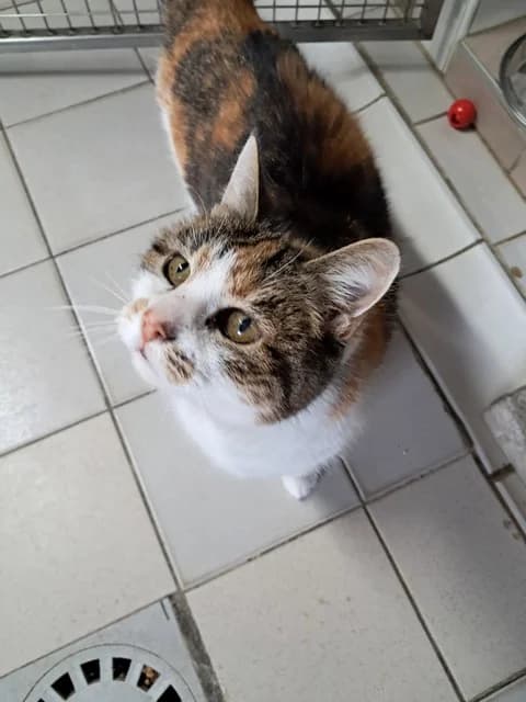 Frida, female senior Mixed Breed for adoption at Refuge de Beauregard