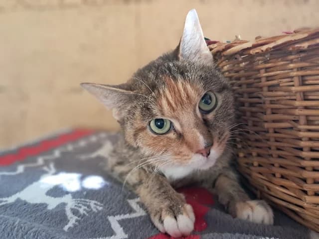Guimauve, female young Mixed Breed for adoption at Refuge de Beauregard