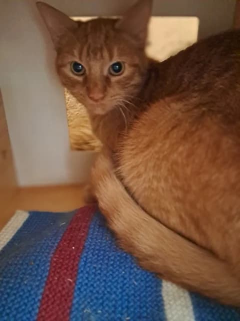 Harissa, female young Mixed Breed for adoption at Refuge de Beauregard