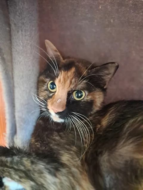 Meringue, female young Mixed Breed for adoption at Refuge de Beauregard