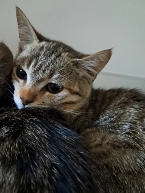 Pretty, female Mixed Breed for adoption at Refuge de Beauregard