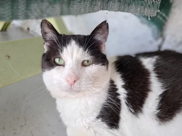 Rocco, male senior Mixed Breed for adoption at Refuge de Beauregard