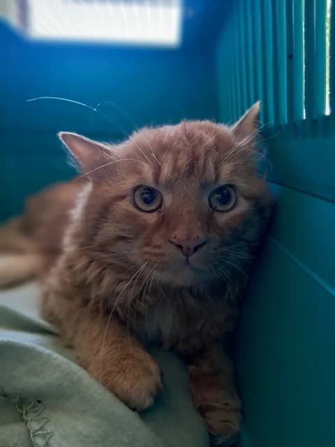 Roucmoute, male young Mixed Breed for adoption at Refuge de Beauregard