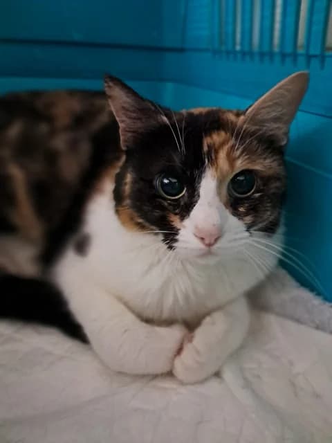 Soquette, female young Mixed Breed for adoption at Refuge de Beauregard
