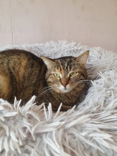 Tchiquita, female 4yo Mixed Breed for adoption at Refuge de Beauregard