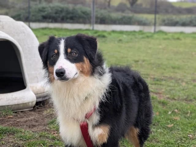 Athos, male young Australian Shepherd for adoption at Refuge de Beauregard