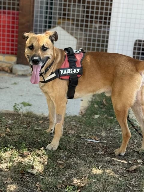 Bob, male 4yo Belgian Malinois for adoption at Refuge de Beauregard