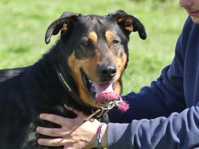 Falcko, male senior Mixed Breed for adoption at Refuge de Beauregard