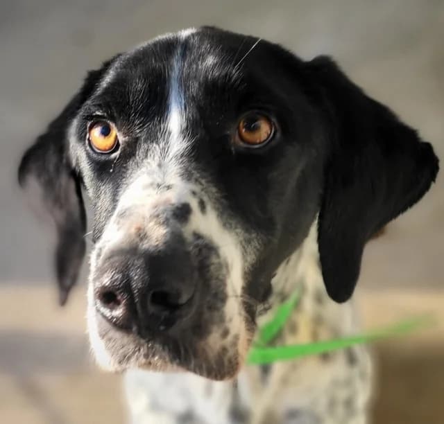 Gaspard, male 7yo Pointer for adoption at Refuge de Beauregard
