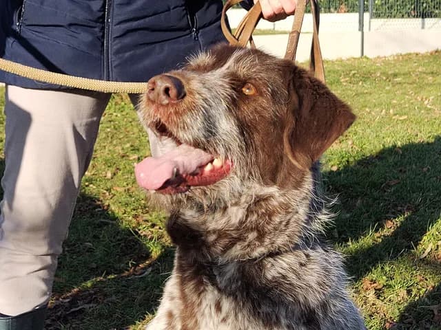 Lobbes, male senior mixed breed for adoption at Refuge de Beauregard