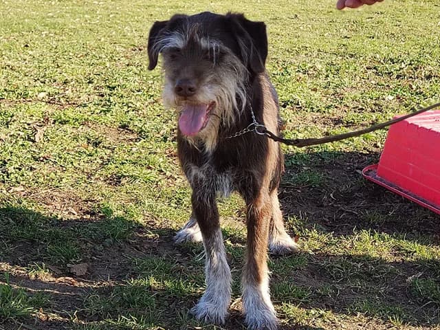 Molly, female senior mixed breed for adoption at Refuge de Beauregard