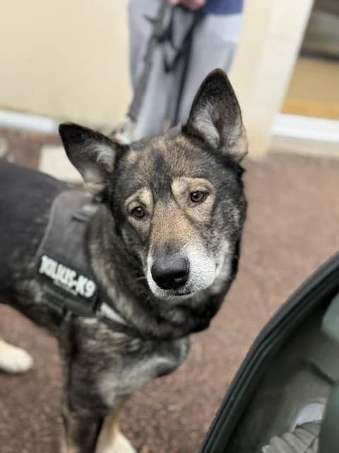 Oxy, female 7yo Alaskan Malamute for adoption at Refuge de Beauregard