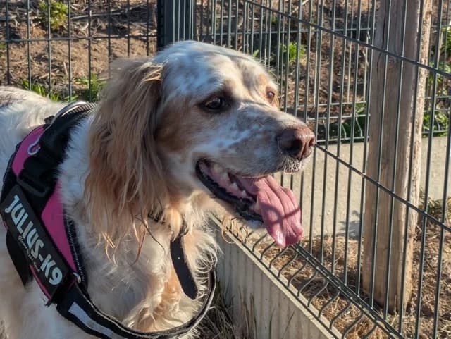 Prince, male 7yo English Setter for adoption at Refuge de Beauregard