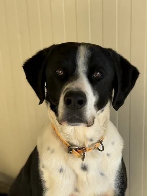 Rooky, male 7yo Labrador Retriever for adoption at Refuge de Beauregard