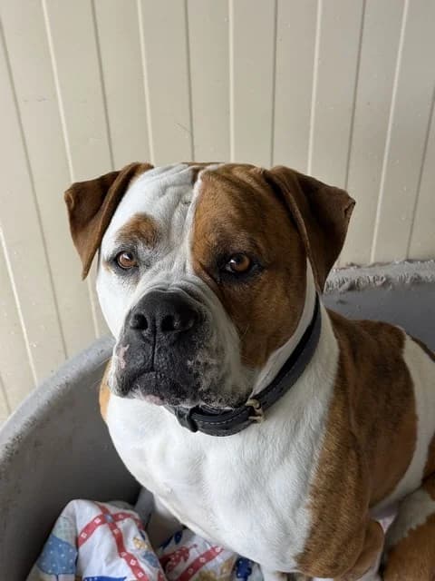 Sally, female 5yo French Bulldog for adoption at Refuge de Beauregard