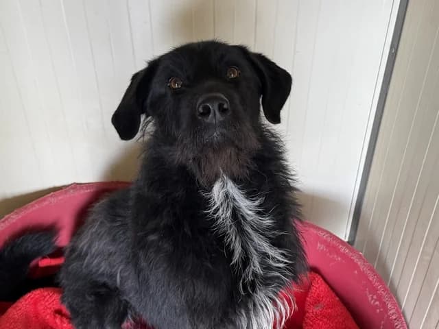 Sam, male 4yo mixed breed for adoption at Refuge de Beauregard