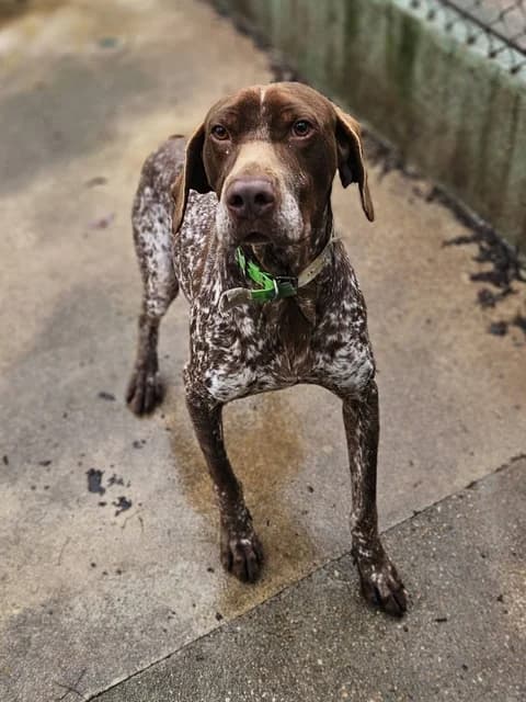 Sultan, male 4yo Pointer for adoption at Refuge de Beauregard