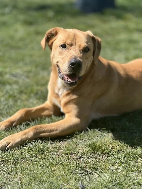 Tayson, male senior Belgian Malinois for adoption at Refuge de Beauregard
