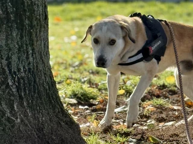 Texas, male 3yo Labrador Retriever for adoption at Refuge de Beauregard
