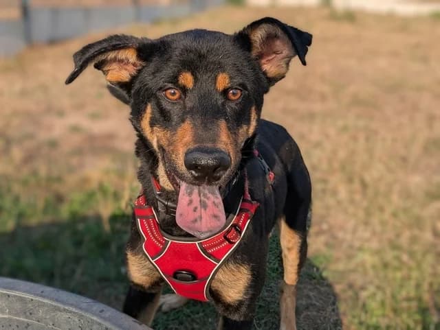 Torreto, male young Mixed Breed for adoption at Refuge de Beauregard